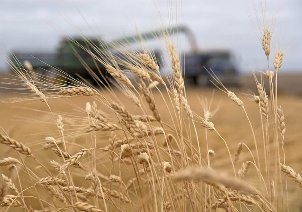 Some ripe durum wheat plants are in focus in the foreground while a combine unloads its hopper into a grain truck in the blurred distance.