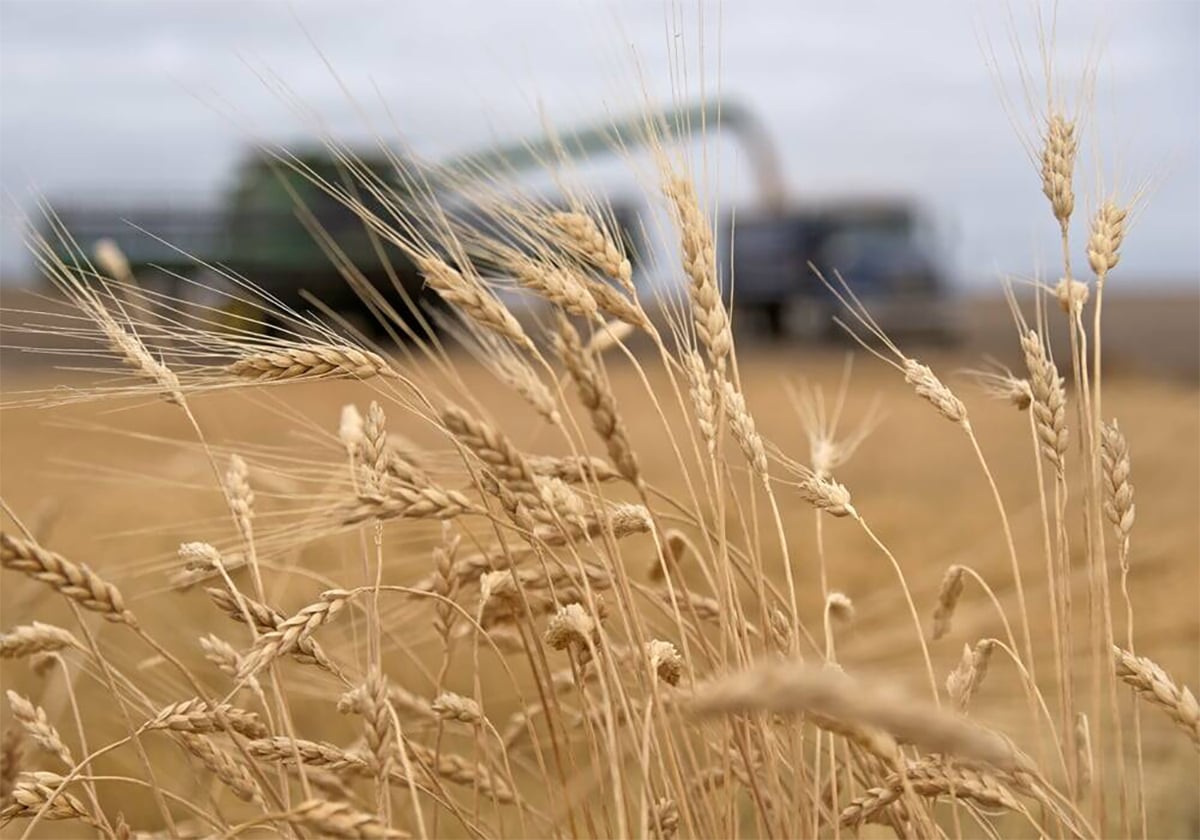 Some ripe durum wheat plants are in focus in the foreground while a combine unloads its hopper into a grain truck in the blurred distance.