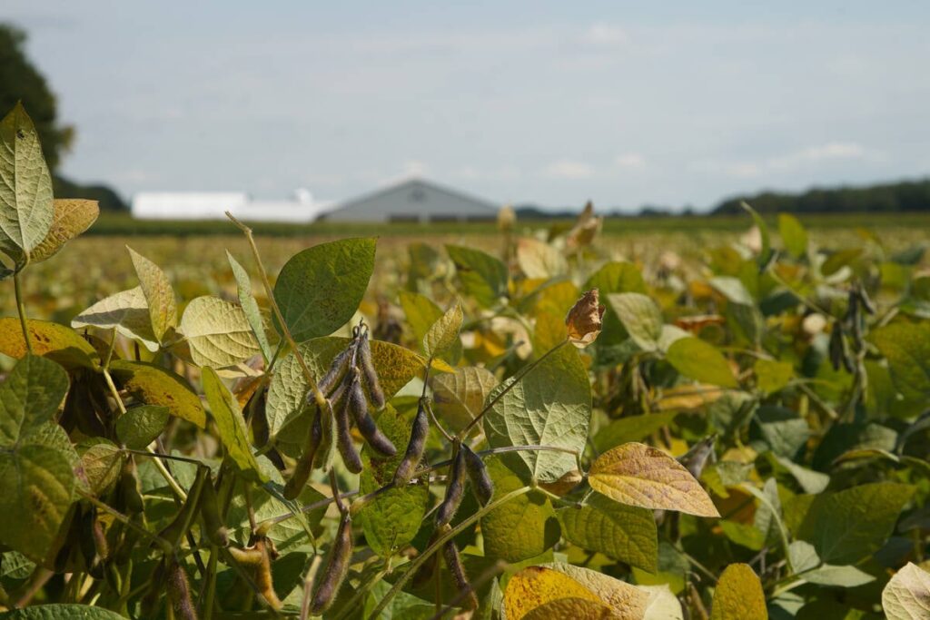 A close-up of the seed pods hanging from a soybean plant with a barn visible in the background.