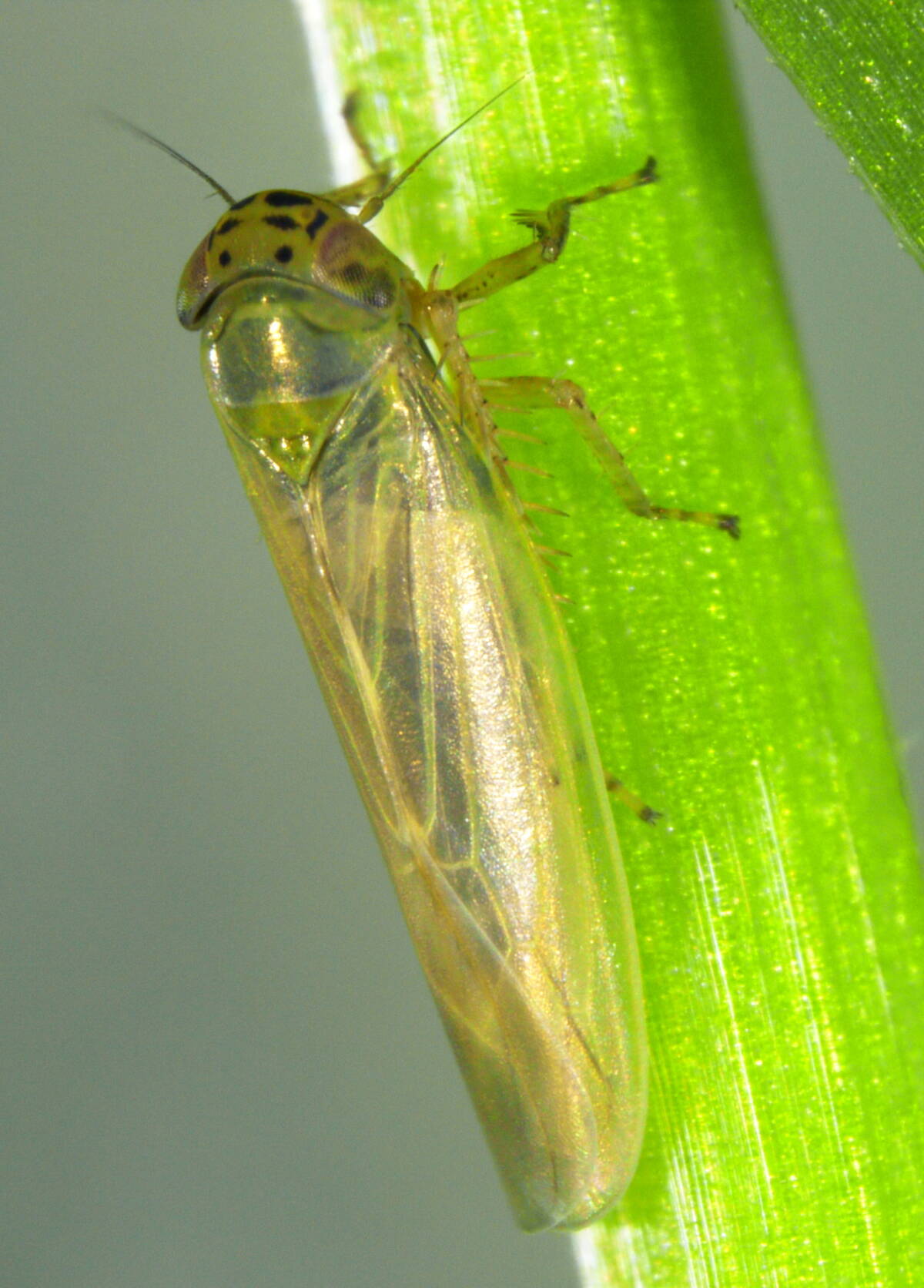 The aster leafhopper spreads aster yellows phytoplasma from plant to plant. Not all leafhoppers carry the pathogen, which makes field risk harder to judge from insect numbers alone. Photo: Tyler Wist, AAFC