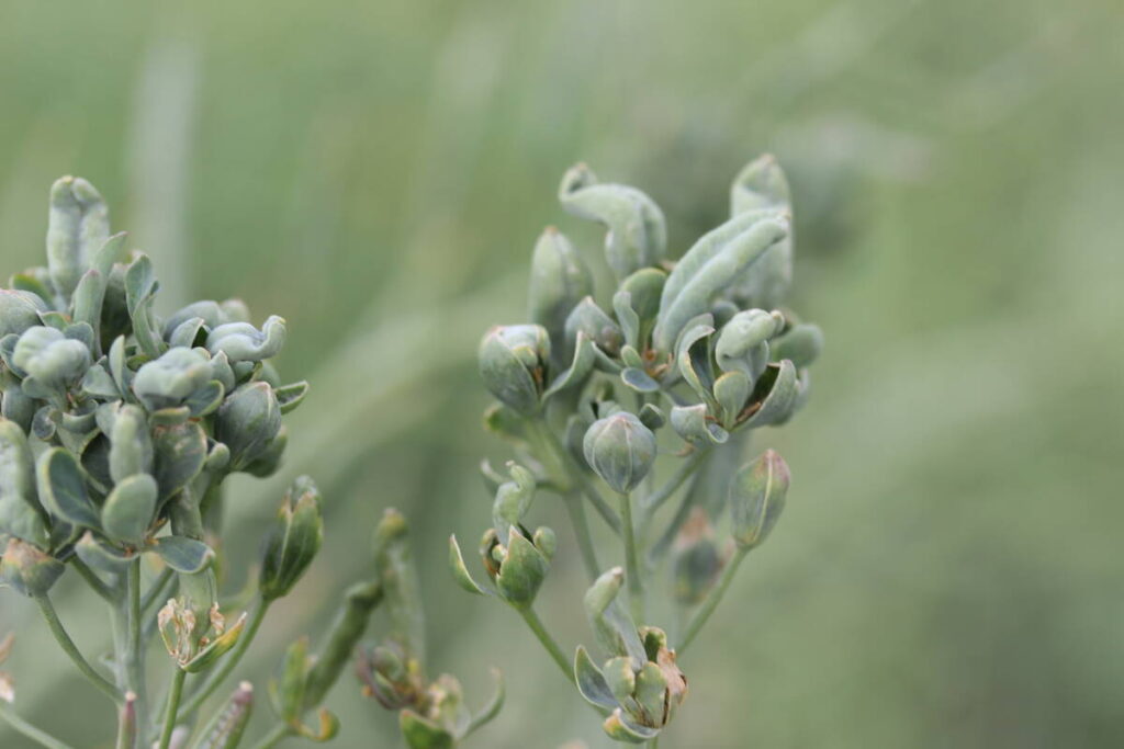 Aster yellows symptoms are visible on a canola plant.
