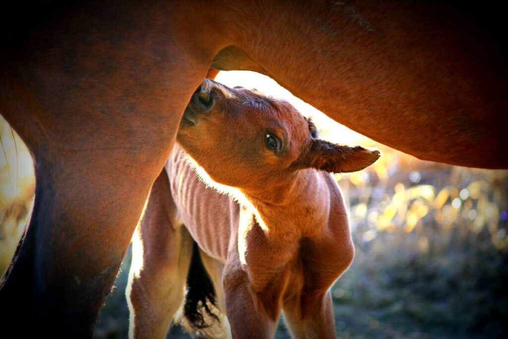A foal suckles from a mare. Photo: Nancy Pratch