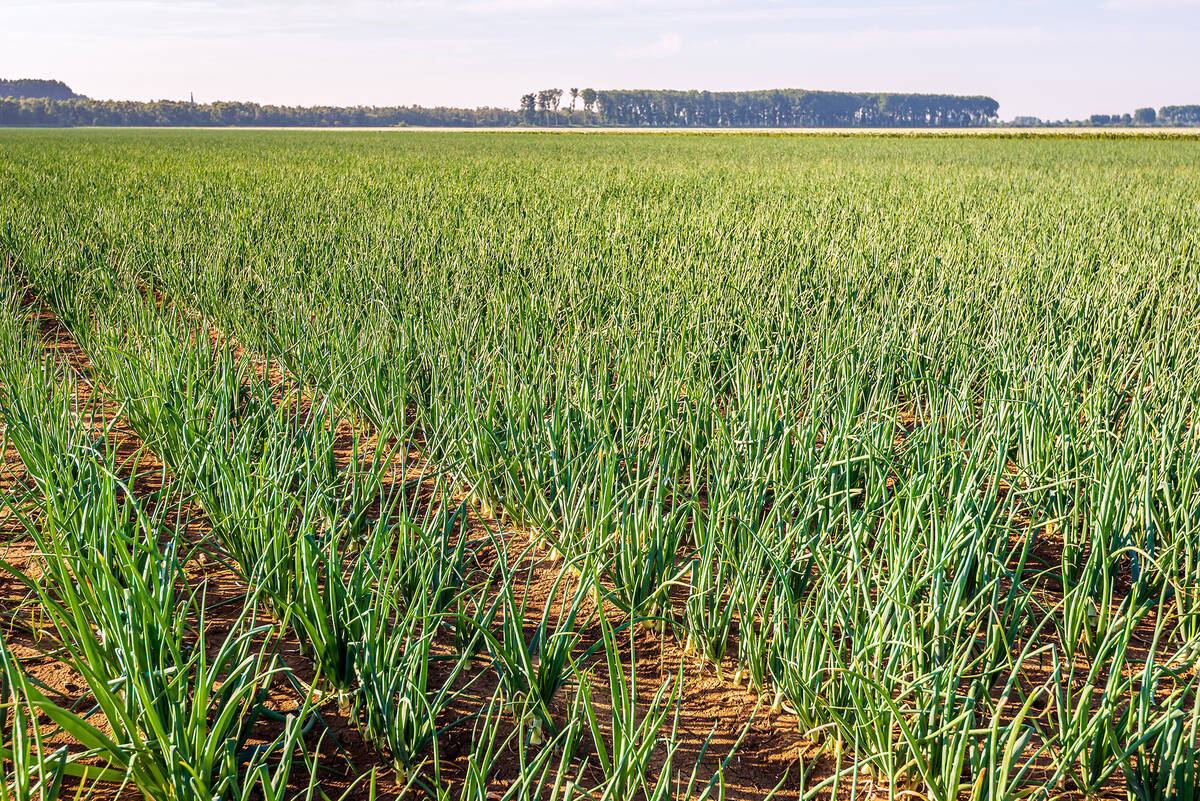 A crop of onions.
