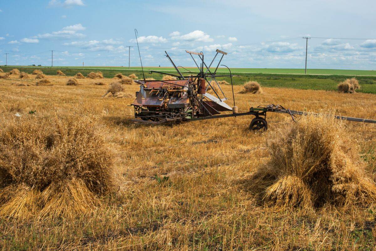 An old, horse-drawn wheat binder sitting in a field.