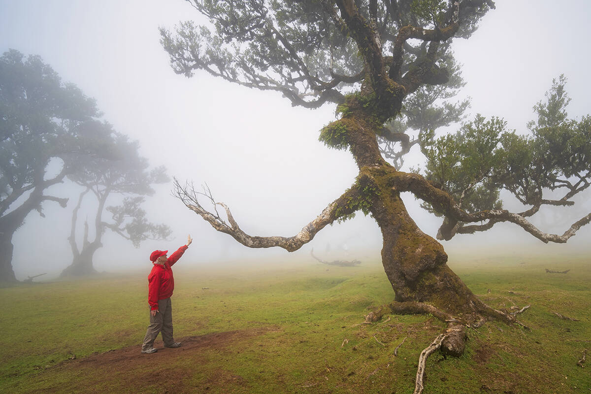 On a foggy day a man reaches toward the branch of a tree that looks like the arm of a witch in the Fanal Forest, Madeira.