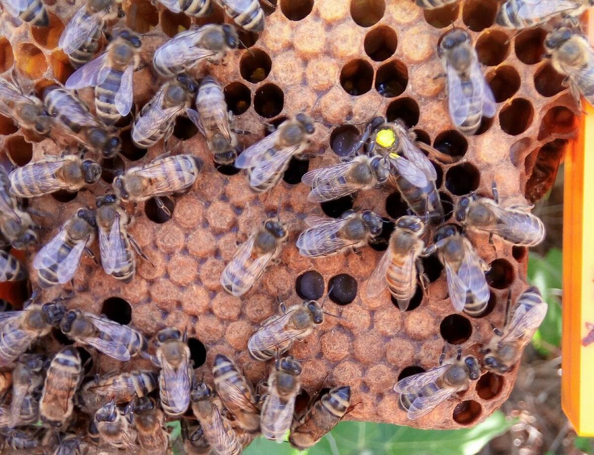 Melita Bees has filed a complaint with Global Affairs Canada stemming from what it estimates is .5 in losses over a violation of Comprehensive Economic and Trade Agreement standards in which it believe misinformation campaigns by Canadian bee organizations have led to an unfounded fear of European Uion bee package exports that have led to cancelled orders. Photo: Ermanno De Chino/Facebook