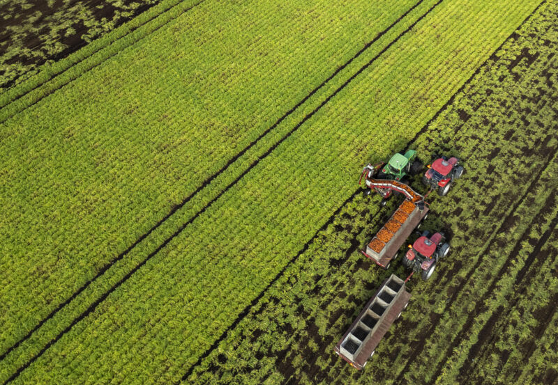 An aerial view of carrots being harvested on Friday, Oct. 24, 2025. THE CANADIAN PRESS/Christinne Muschi