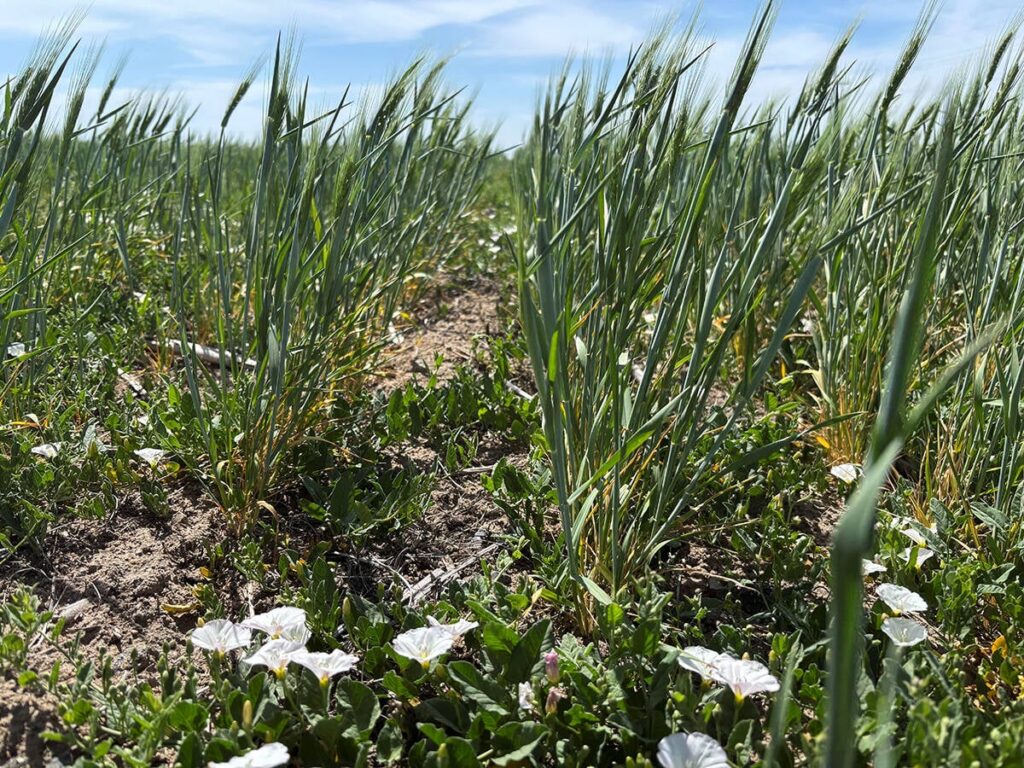Wheat crops damaged by drought are seen during an annual winter wheat tour, near Colby, Kansas, U.S., May 13, 2025. REUTERS/Emily Schmall 