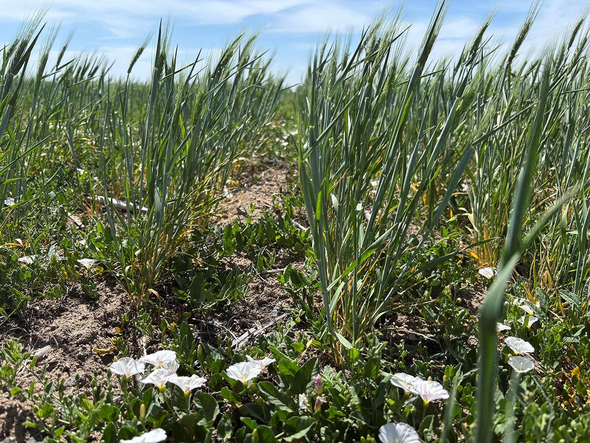 Wheat crops damaged by drought are seen during an annual winter wheat tour, near Colby, Kansas, U.S., May 13, 2025. REUTERS/Emily Schmall 