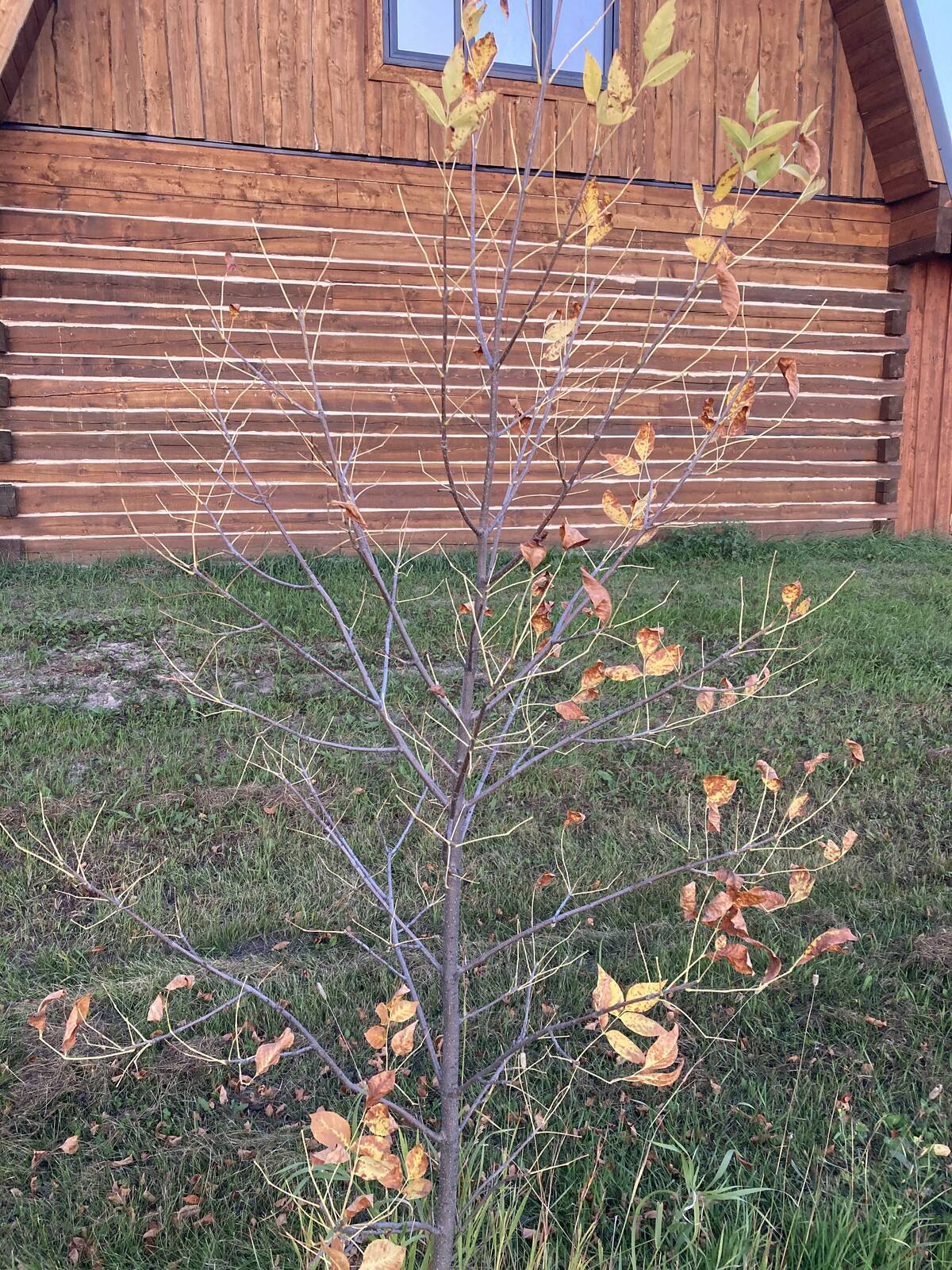 Trees in Aidan Fremont's yard near Paddockwood, Sask. after a spray plane went over in 2023. Photo: Aidan Fremont