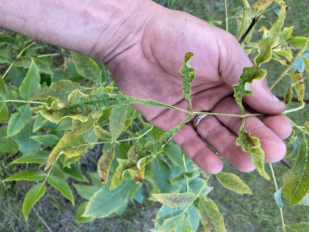 Complaint over aerial spraying goes to small claims court