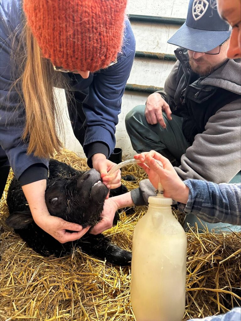 CALVING 2026: Farm care tips for premature calves