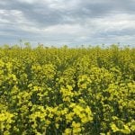 canola