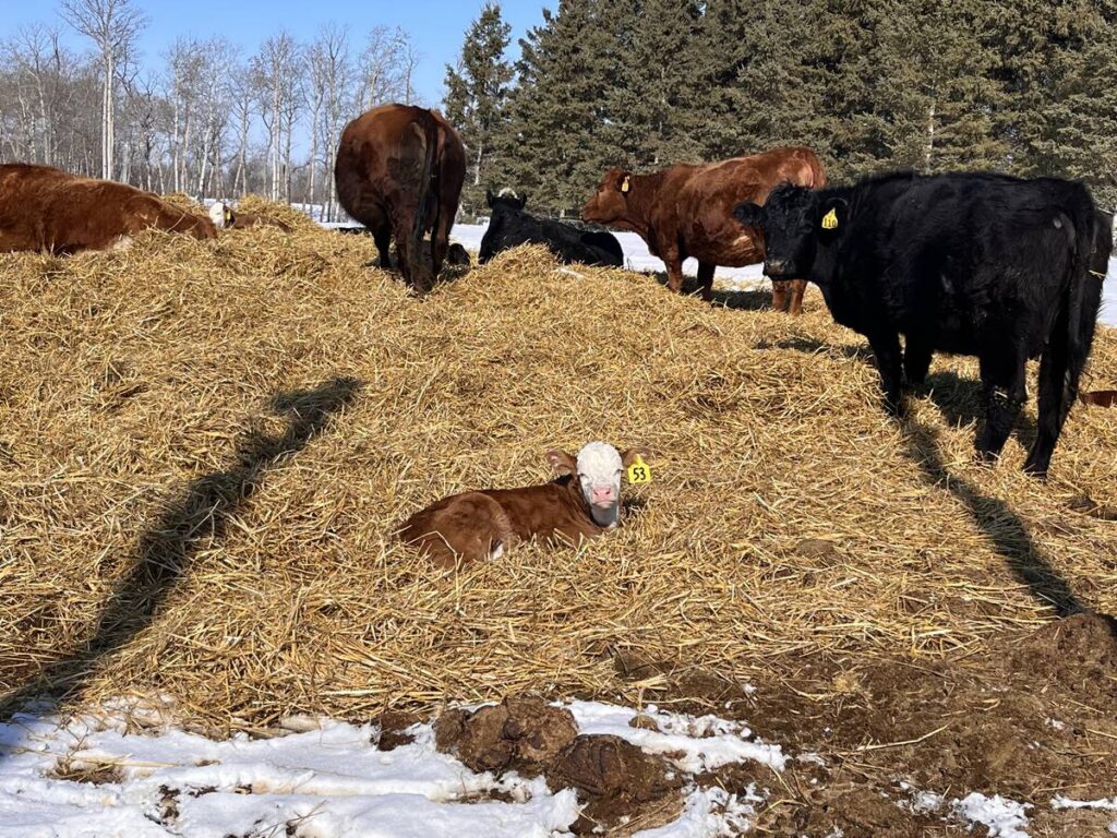 Saskatchewan Cattle Association reviews structure, communications
