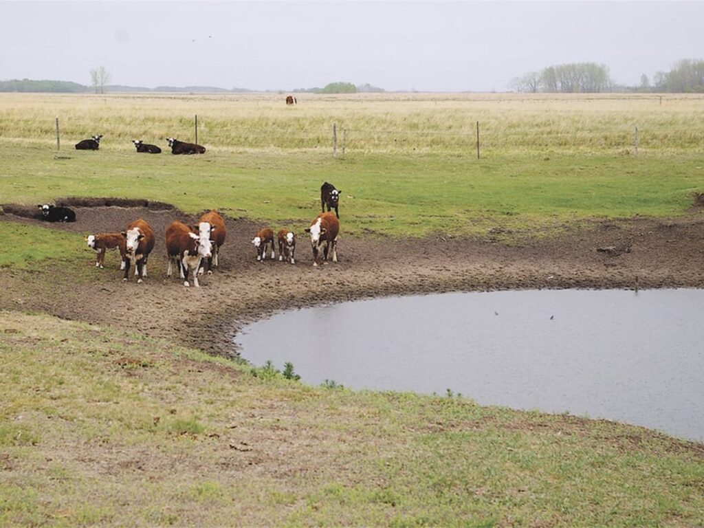 Good dugouts provide great watering systems