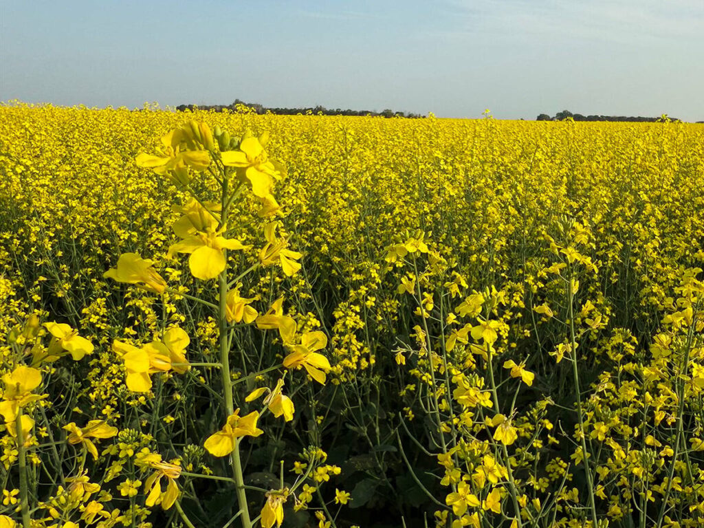 Improving canola demand should shrink year-end stocks