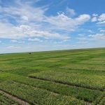 Agriculture and Agri-Food Canada research plots at Swift Current, Sask., in 2022.