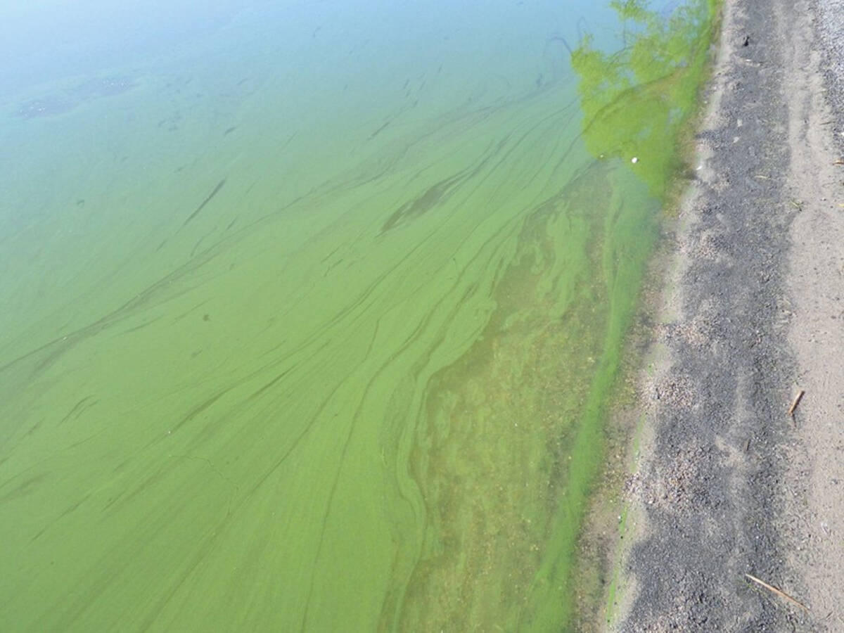 A 2017 algae bloom along the shore of Lake Winnipeg. Researchers say nutrient recovery could help keep phosphorus out of waterways while returning some fertilizer value to farm fields. PHOTO: GOVERNMENT OF MANITOBA