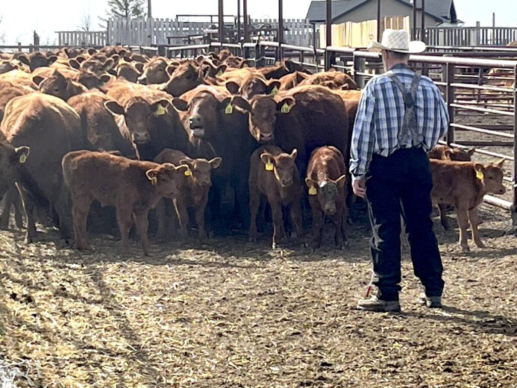 Beef producers share Mercosur trade concerns as deadline nears
