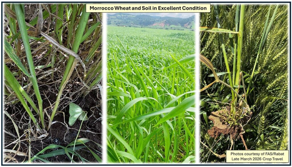 North Africa's durum demand expected to falter