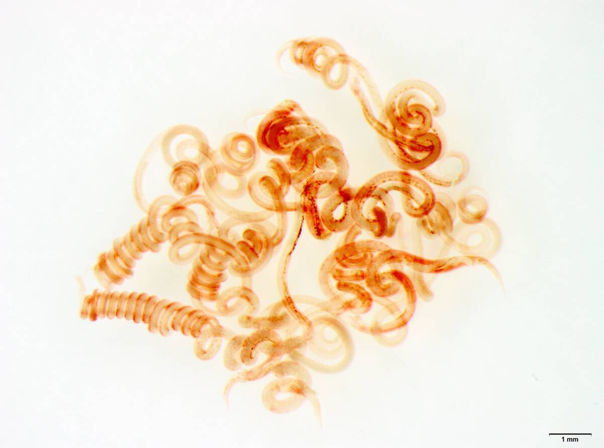 Parasitic worms can live in the intestinal tracts of sheep and cattle and cause a number of problems, including loss of appetite, anemia, production loss and potentially death. 

Photo Credit: Constance Finney
