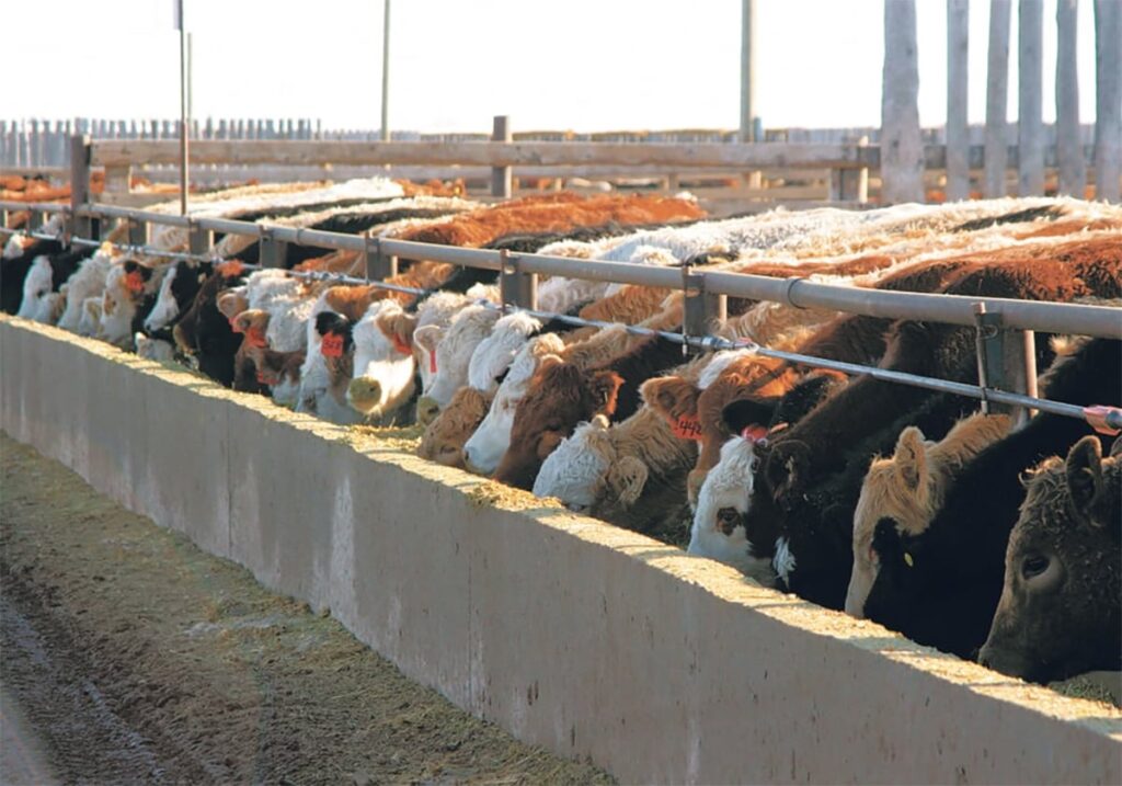 Negative feedlot margins soften feeder markets