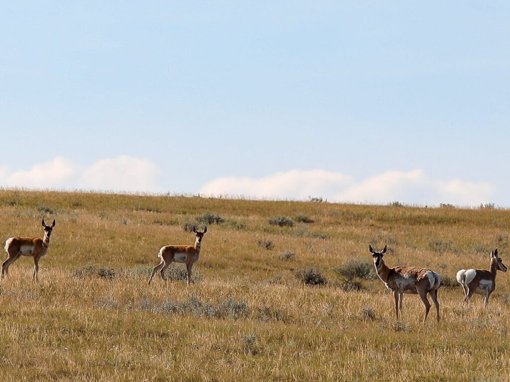 Efforts continue to save disappearing grasslands