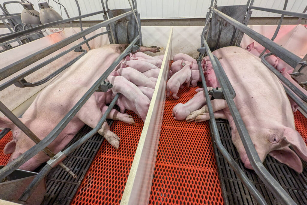 Swine research produces economic benefits