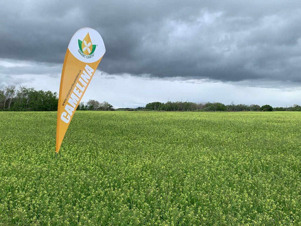 What will be the next big Prairie crop?