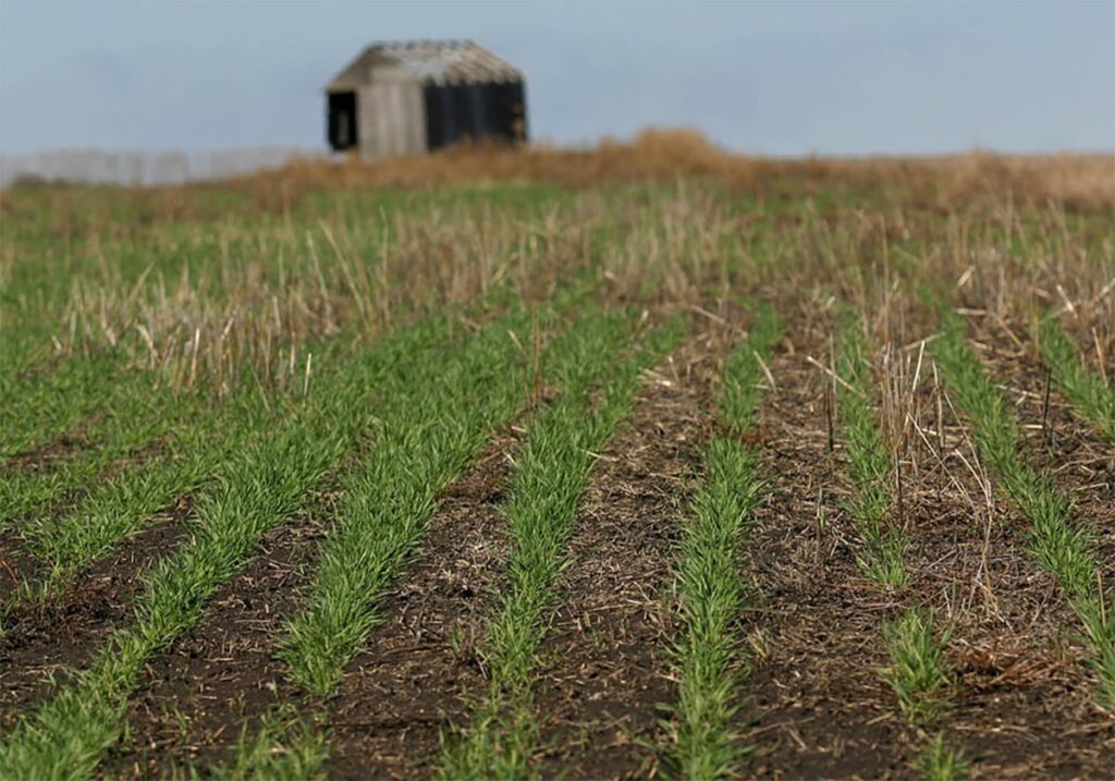 U.S. winter wheat prospects decline as drought continues