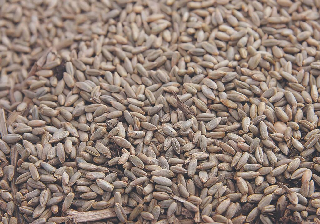 Seed industry applauds focus on innovation, easing of regulations