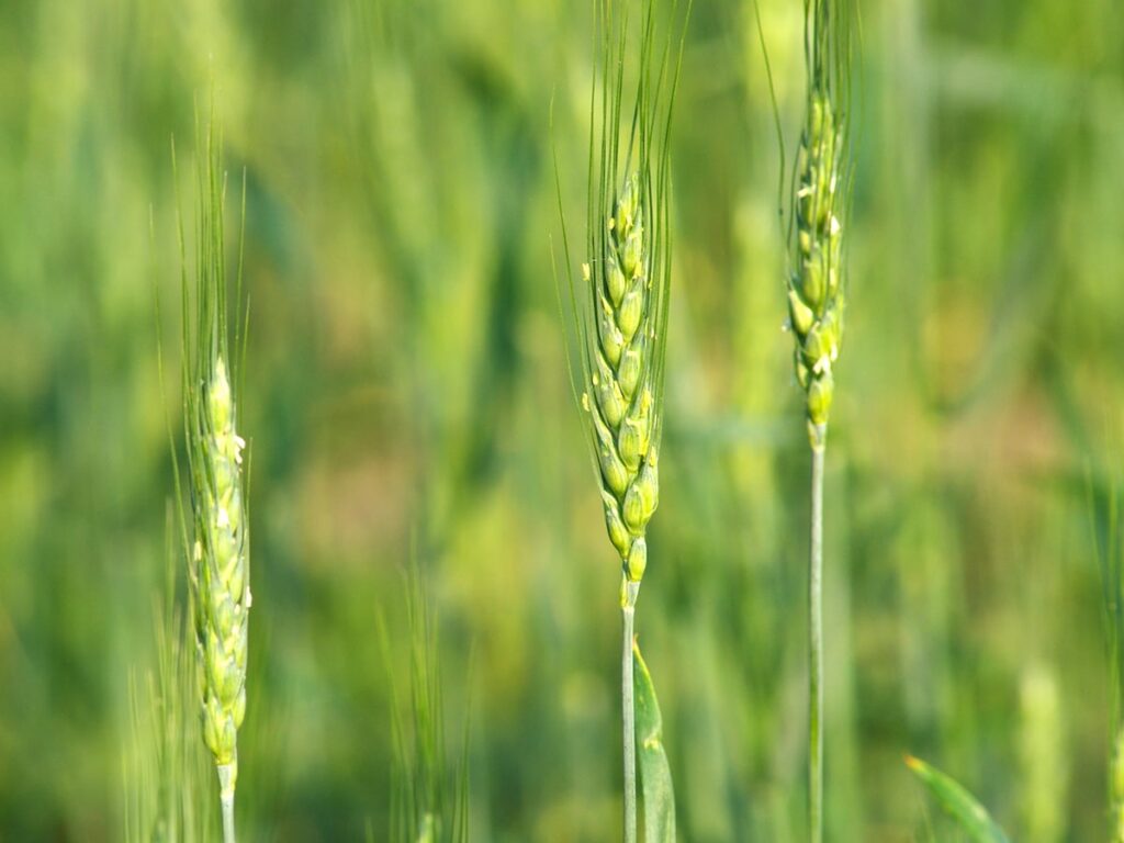 Low to moderate soil moisture creates drought resilient wheat