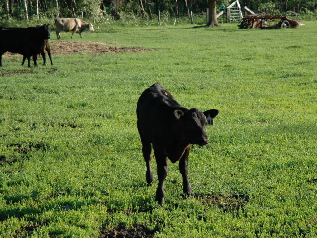 The un-economics of creep feeding calves in 2026