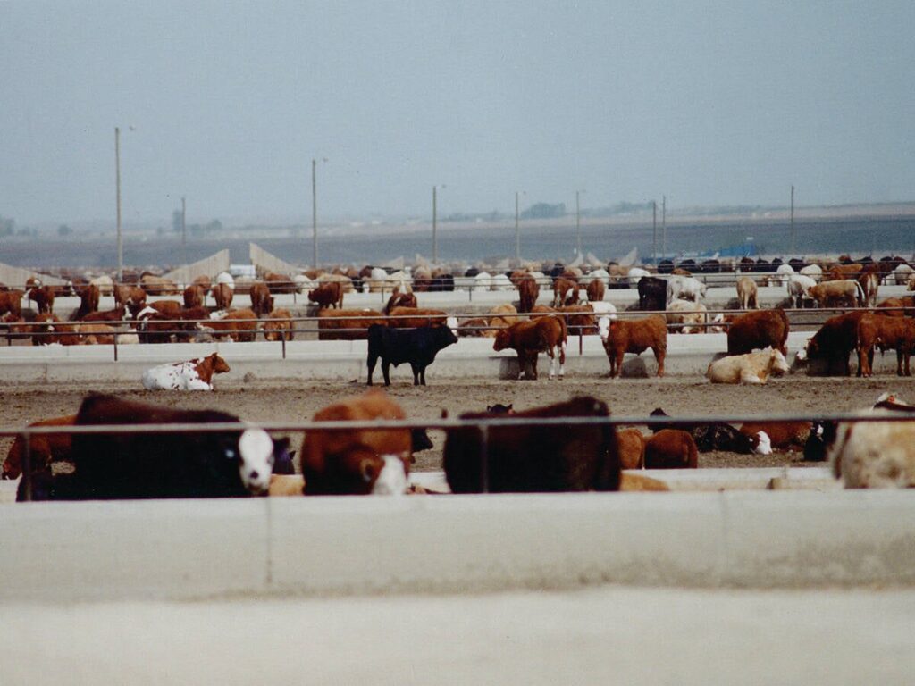 Research says liver abscesses may cost beef industry $250 million