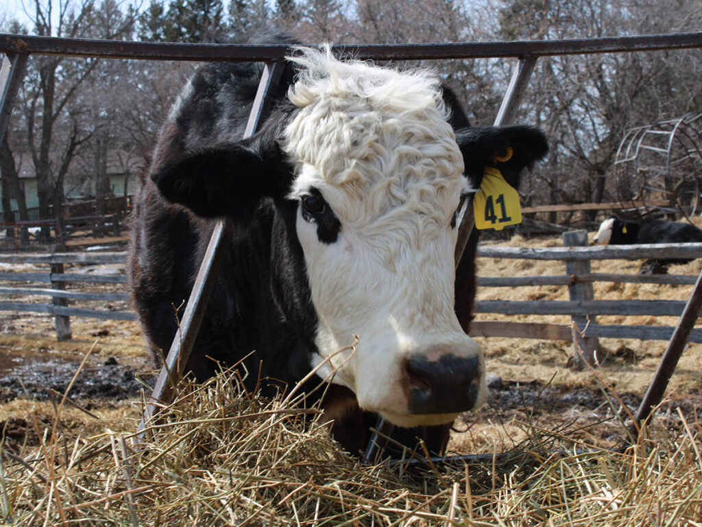 A vet's thoughts on serious reportable livestock diseases