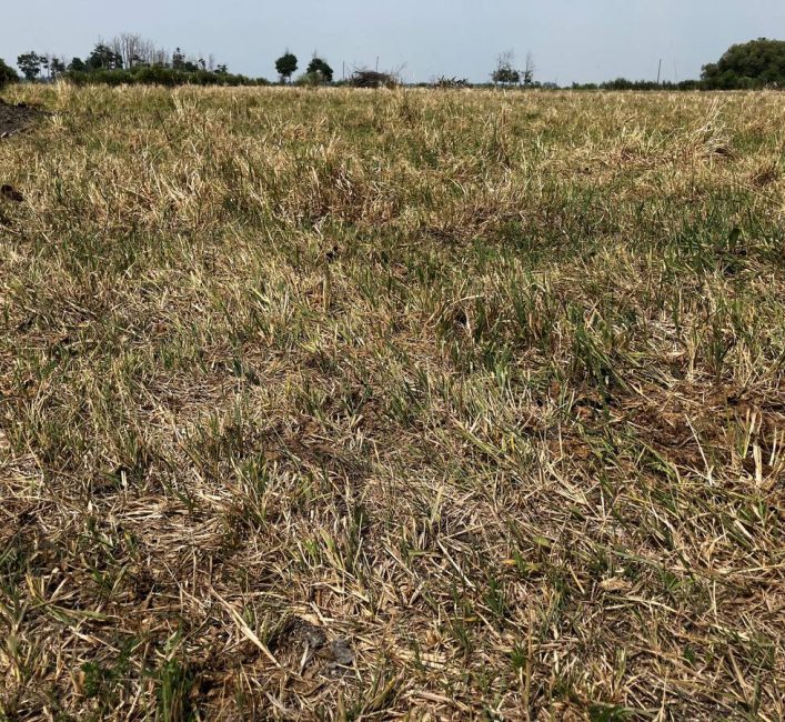 A drought pasture north of Gimli, Manitoba in July 2025.