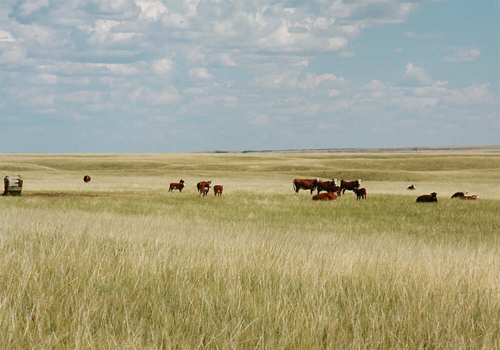 Producers may have to supplement feed as pastures catch up