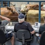 Cattle buyers look at steers in the ring at Grunthal Auction Mart. Photo: Geralyn Wichers