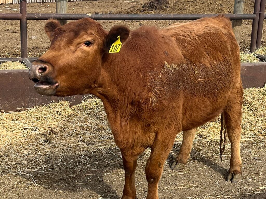Beef industry focused on traceability issues during recent gathering