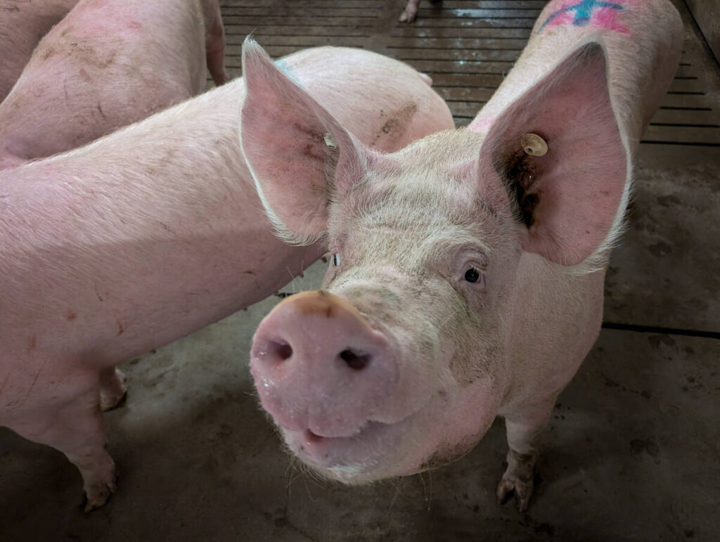Pork sector ready to grow, but needs capital