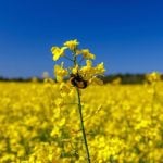 A bee on a canola bloom against a clear blue sky.