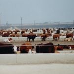 Cattle mull about, some laying down, in between rows of concrete feed bunks in a feedlot.