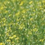 A camelina crop starting to bloom.