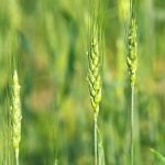 The 2025 wheat crop develops in early summer in central Manitoba. Photo: Alexis Stockford