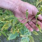 Leaf damage in Aidan Fremont's yard near Paddockwood, Sask. after a spray plane went over in July 2023. Photo: Aidan Fremont