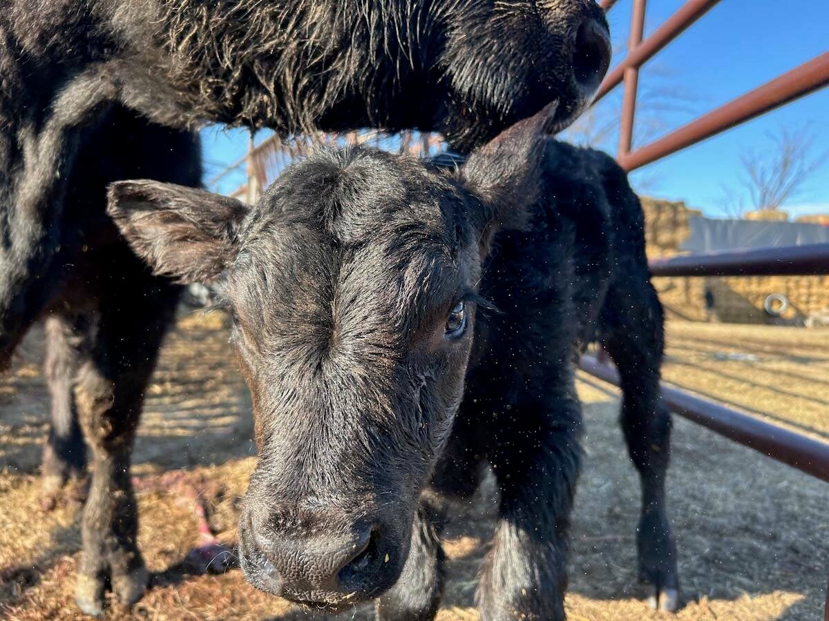 Black cow with black calf, spring 2026. Photo: Janelle Rudolph
