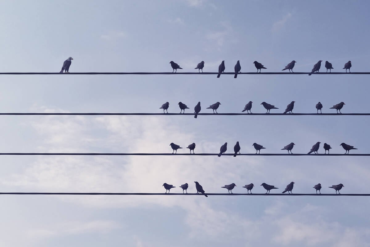 Birds perch, almost perfectly aligned, on four power lines silhouetted against the sky, while one bird on one line sits off to the side.