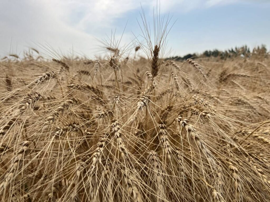 Ripe wheat near Selkirk, Manitoba in late August, 2024. 