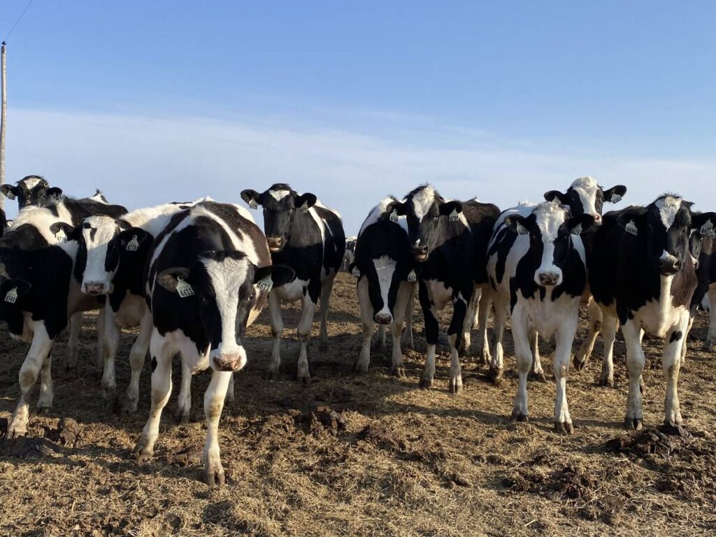 dairy cows