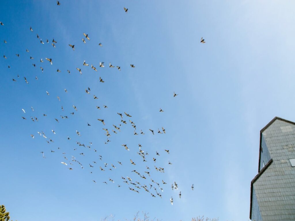 Cat dies from avian flu in Saskatchewan